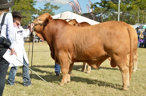 Beef Australia 2021