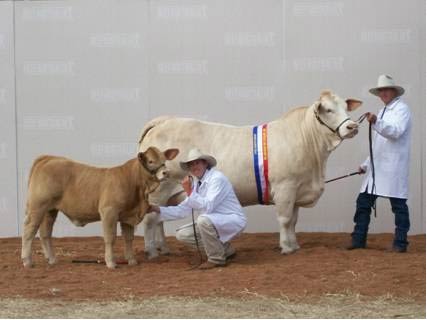 Whitaker Mischa - Senior and Grand Champion Charbray Cow and heifer calf Whitaker Sparkle.