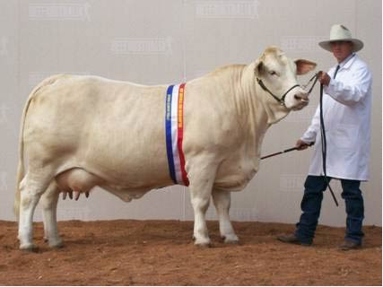Whitaker Mischa - Senior and Grand Champion Charbray Cow.