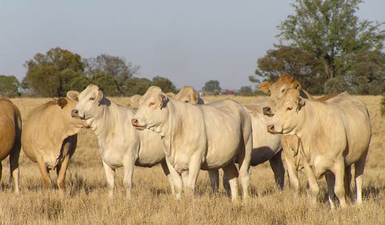 Charbray Cows have literally transformed the Huntington operation through their sheer weight of performance in the paddock