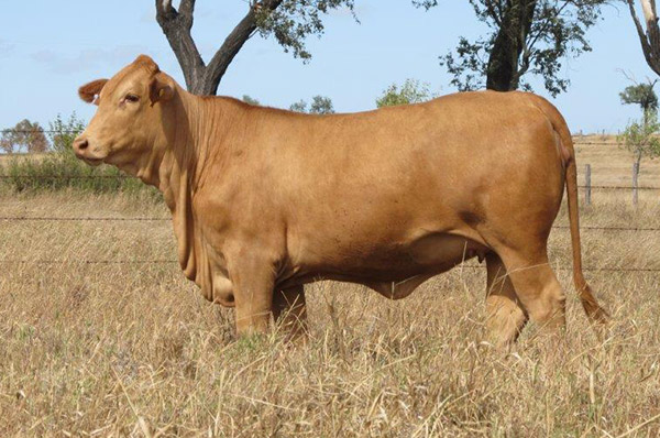Lot 11, Rosewood Quest (P), Sold $4500 - Annual Charbray Society Leading Genetics Female On-line Sale - 2023 