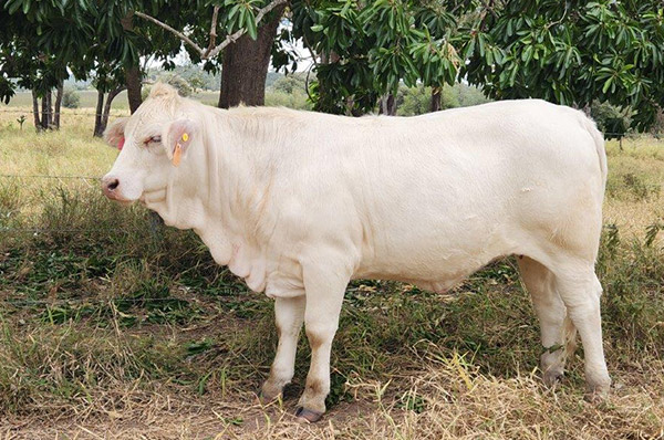Lot 12, Breanne Taylin (P), Sold $3750 - Annual Charbray Society Leading Genetics Female On-line Sale - 2023 
