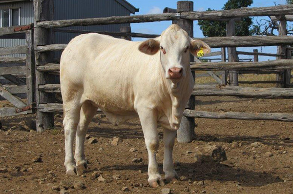 Lot 8, Tomahawk Queenie (P), Sold $4750 - Annual Charbray Society Leading Genetics Female On-line Sale - 2023 