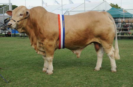 2010 Grand Champion Bull - Newcombes Campbell