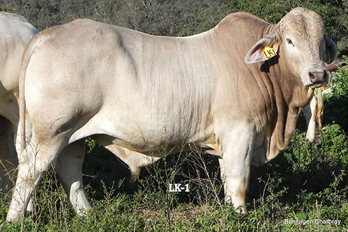 Bunjurgen-LK-1 - Charbray Bull for Sale.