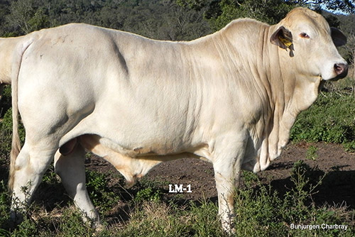 Bunjurgen-LM-1 - Charbray Bull for Sale.