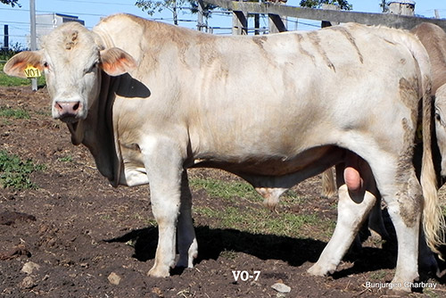 Bunjurgen-VO-7 - Charbray Bull for Sale.