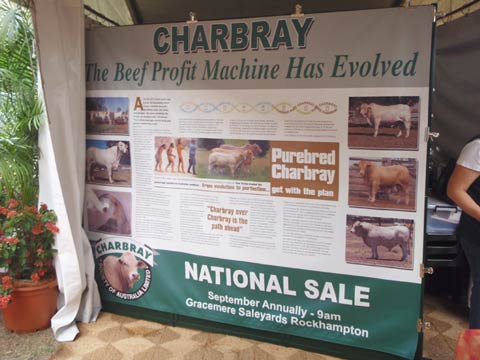 Charbray Evolution Promotion Poster - Beef 09 