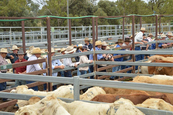 Monto Charbray Show & Sale Results 2022.
