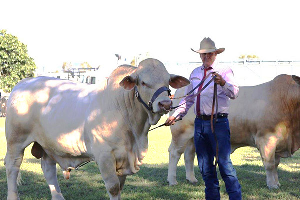 Reserve Senior Champion Bull, Cedar Park Stanley - Callide Valley Show - 2023.