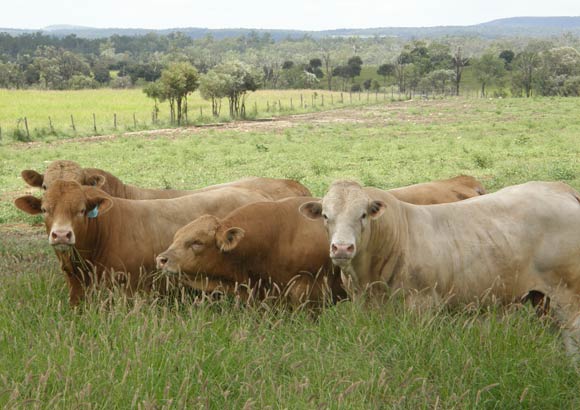 Charbray Cattle