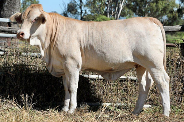 Lot 1, Greenfields Penny, Sold $4000 - Annual Charbray Society Leading Genetics Female On-line Sale - 2023 