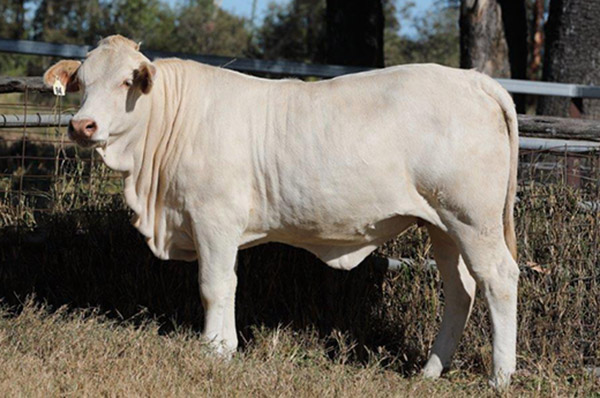 Lot 2, Greenfields Polly (SC), Sold $4650 - Annual Charbray Society Leading Genetics Female On-line Sale - 2023 