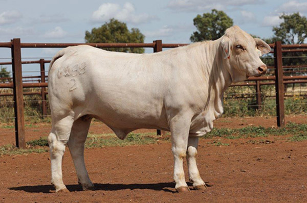 Lot 4, Roper Downs S6 Pure Blonde, Sold $3750 - Annual Charbray Society Leading Genetics Female On-line Sale - 2023 
