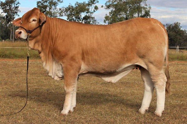 Lot 9, Top Price Wattlebray Sophie (SC), Sold $8750 - Annual Charbray Society Leading Genetics Female On-line Sale - 2023 