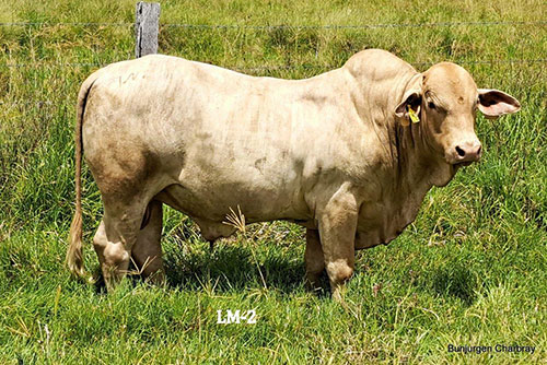 Bunjurgen-LM-2 - Charbray Bull for Sale.