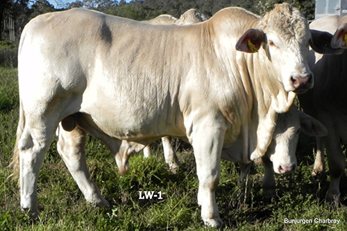 Bunjurgen-LW-1 - Charbray Bull for Sale.
