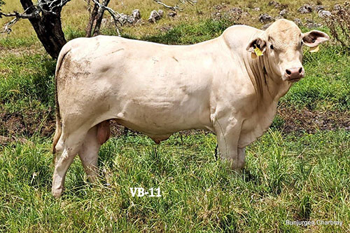 Bunjurgen-VB-11 - Charbray Bull for Sale.