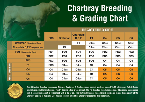 Charbray Breeding Table